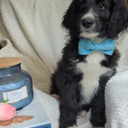 Peep - Black and white male Bernedoodle puppy in Shiloh, Georgia from Doodle Mountain