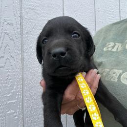 Yellow - Black female Labrador Retriever puppy in Newton Grove, North Carolina from Wayalife Labradors & Gsp’s