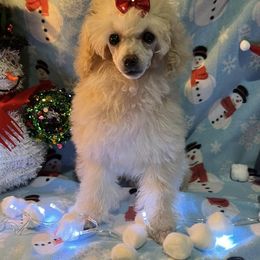 Poodles from Pinky Toypoodle Jackson