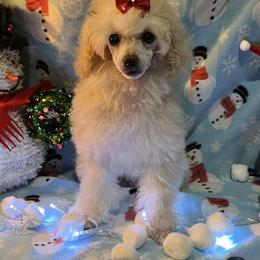 Poodles from Pinky Toypoodle Jackson