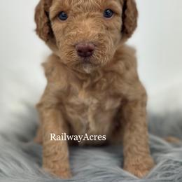 Sandy - Apricot female Goldendoodle puppy in Milford, Indiana from Railway Acres Kennel