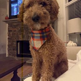 Stella - Goldendoodle