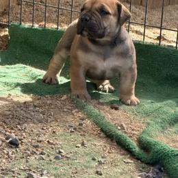 Maeve - Brindle female Boerboel puppy in Delta, Colorado from SATA Kennels