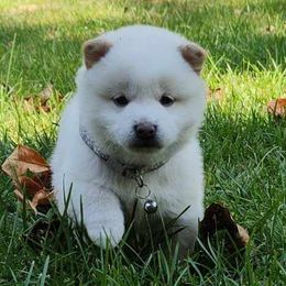 Lola - Shiba Inu puppy from Adorable-Puppies