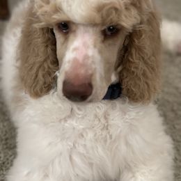 Pembroke Welsh Corgi and Poodle Puppies from Blue Diamond Kennel