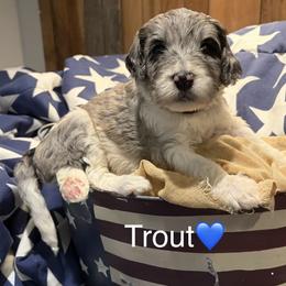 Trout - Merle male Bernedoodle puppy in Coopersburg, Pennsylvania from Deutsch Hund Haus