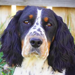 Loma - English Springer Spaniel