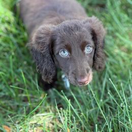 Vivet - Dachshund