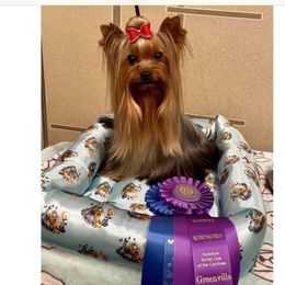 Chet - Yorkshire Terrier