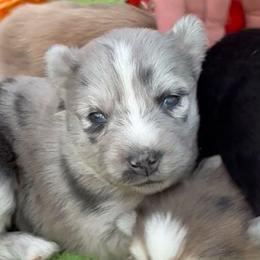 Silver - Merle female Pomsky puppy in Spring Hill, Florida from PDQ Pomskies