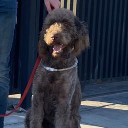 BAILEY - Labradoodle