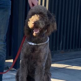 BAILEY - Labradoodle