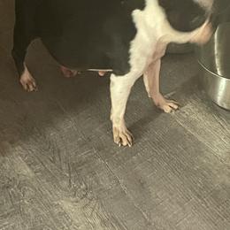 Shenleigh - Boston Terrier