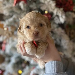 Girl 4 - Gold female Shihpoo puppy in Millsap, Texas from Gaston’s Posh Poodles and Doodles