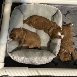 Cavapoo and Maltipoo Puppies from Cuddly Cavapoos Texas
