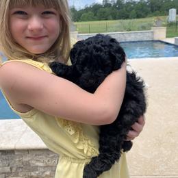 Sheepadoodle Puppies from Riley Grace Puppies