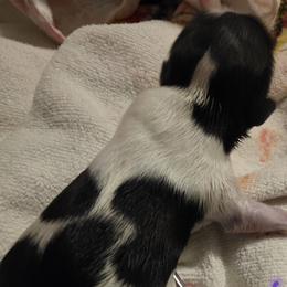 Boy 5 - Red and white male Shih Tzu puppy in Denison, Texas from Lotus Kennels