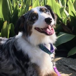 Miniature Australian Shepherds from No Tailing Shepherds