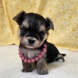 Tillie - Black & tan tri-color female Morkie puppy in Monticello, Iowa from Ashley’s Puppies