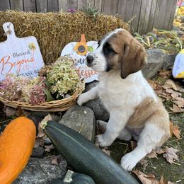 Haze - Brown and white female Saint Berdoodle puppy in Traverse City, Michigan from Bare Paws Saint Berdoodles