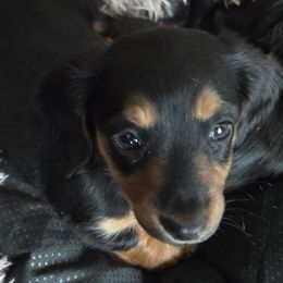 Dachshunds from EZ 2 Love Dachshunds