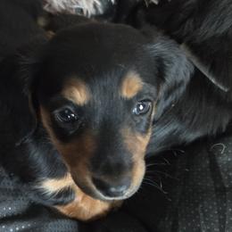 Dachshunds from EZ 2 Love Dachshunds
