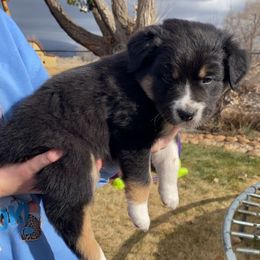 Zero - Black tri-color male Australian Shepherd puppy in Neola, Utah from Wall To Wall Aussies