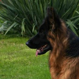 Fraya  - German Shepherd