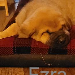 Ezra - Wolfgray male Spanish Mastiff puppy in Prosperity, Pennsylvania from Prosperity Guardians