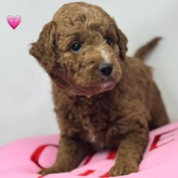 Prada - Red  female Goldendoodle puppy in Danville, Virginia from Stella’s Stunning Goldendoodles of VA