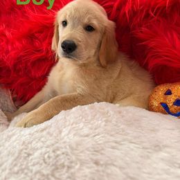 Golden Retriever Puppies from American True Golden retriever