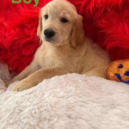 Golden Retriever Puppies from American True Golden retriever