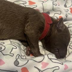 Red Collar girl - Brown female Chesapeake Bay Retriever puppy in Las Vegas, Nevada from Birdsview Chesapeake Kennel