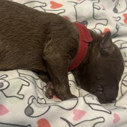 Red Collar girl - Brown female Chesapeake Bay Retriever puppy in Las Vegas, Nevada from Birdsview Chesapeake Kennel