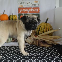 Shana - Fawn female Pug puppy in Tuscola, Illinois from Dream on puppies