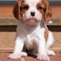 Rosie - Blenheim female Cavalier King Charles Spaniel puppy in Greensboro, North Carolina from Hyde Park Cavaliers