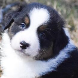 Agnarr - Black tri-color male Australian Shepherd puppy in Easton, Missouri from MMA Kennel