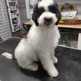 Aussiedoodle Puppies from Ivy & Oak Doodles