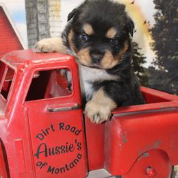 Daisy - Black tri female Miniature Australian Shepherd puppy in Ronan, Montana from Dirt Road Aussie’s of Montana