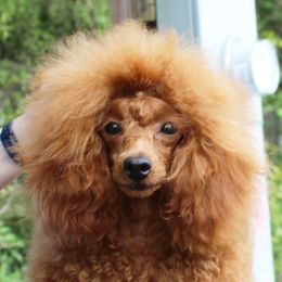 Carmen - Poodle