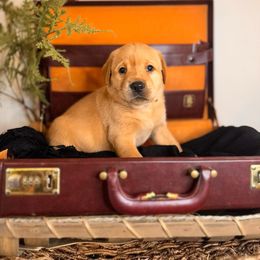 Finnegan, 7th pick male - Yellow Labrador Retriever puppy in Rocky Top, Tennessee from Rocky Top Retrievers and Ranch