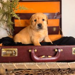 Finnegan, 7th pick male - Yellow Labrador Retriever puppy in Rocky Top, Tennessee from Rocky Top Retrievers and Ranch