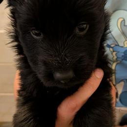 Grey collar - Black seal male German Shepherd puppy in Garrett, Indiana from Devil-Dog Shepherds