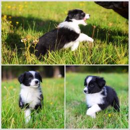 Junior - Black & white male Miniature American Shepherd puppy in Battle Ground, Washington from Casita Miniature American Shepherds