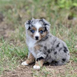Girl 2 - female Toy Australian Shepherd puppy in Wichita Falls, Texas from Shooting Stars Ranch Toy and Mini Aussies
