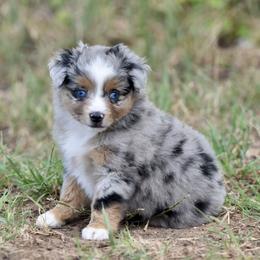 Girl 2 - female Toy Australian Shepherd puppy in Wichita Falls, Texas from Shooting Stars Ranch Toy and Mini Aussies