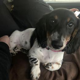 Callie - Dachshund