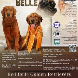 Golden Retriever puppies from Red Belle Golden Retrievers
