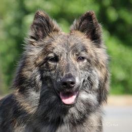 Selene - Dutch Shepherd