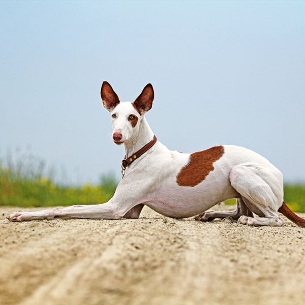 Ibizan Hound